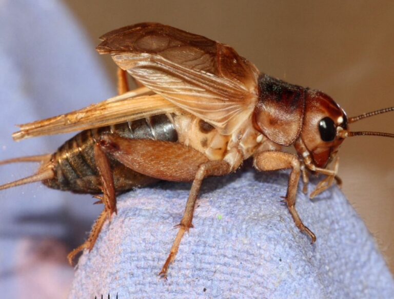 Pilot Trial Progress Update: Cricket Farming in Malawi – December 2024–November 2025