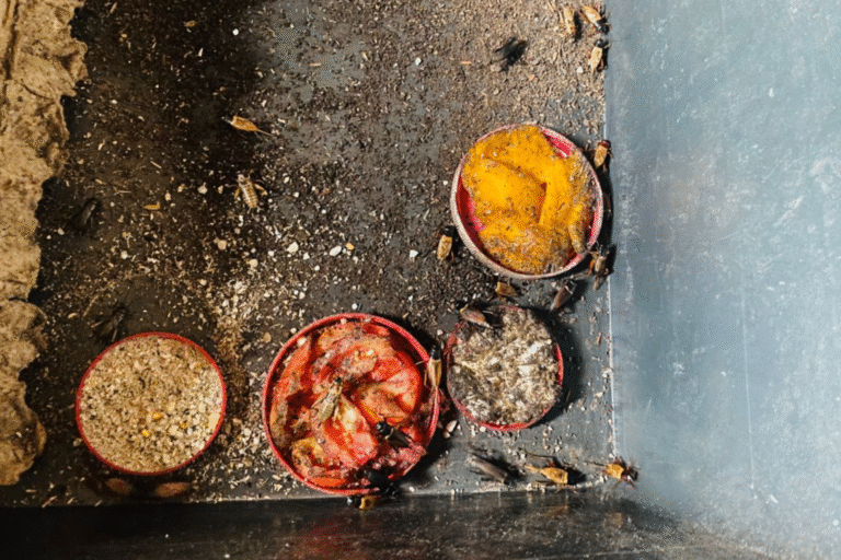 Insect Farming – A Sustainable Path to Nutrition and Climate Resilience