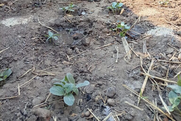 Tiyanjane Cricket Group Advances Sustainable Cricket Farming